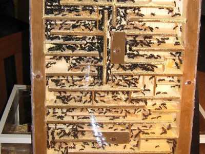Un nido artificiale di legno per le formiche camponotus vagus (le giganti europee)